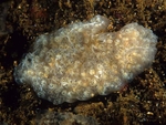 Aplidium nordmanni