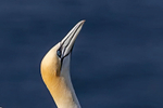 Gannet 3