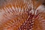 Echinus esculentus detail