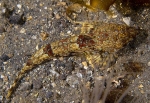 Callionymus reticulatus