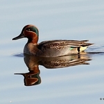 Common Teal (Anas crecca) M