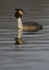 GREAT CRESTED GREBE ref Grebe 2