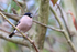 Female Bullfinch perched, Otterbourne