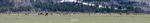 Elk Migration_Panorama2