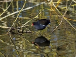Moorhen