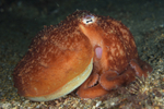 Eledone cirrhosa