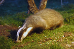 Badger