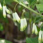Common Solomon's seal. (Polygonatum multiflorum)