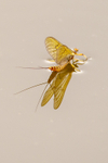 mayfly-4791