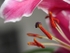 Lily Stamens