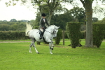 S33 - Working Hunter & Working Show Horse portfolio