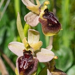 Ophry x surdii hybrid Ophrys between O. passionis subsp garganica x O. tenthredinifera subsp neglecta.