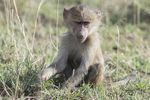 Young baboon
