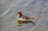 Red-necked Phalarope