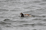 Long-tailed Duck