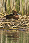 Ferruginous Duck  (m)
