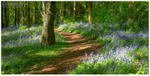 Pathway Through the Bluebells, Portglenone (IMG0760)