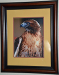 Majestic Hunter - Framed  Matted - to 1970 pix