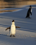 African Penguin (adult) shakes itself, Foxy Beach, South Africa