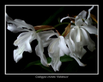 Coelogyne cristata 'Hololeuca'