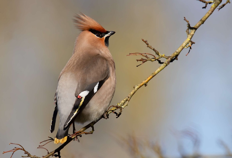 Waxwing - Hassop - Derbyshire