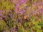 Dartford Warbler