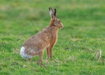 Brown Hare