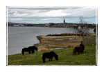 Shetland Comes To Montrose