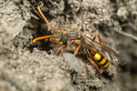 Nomada flava portfolio