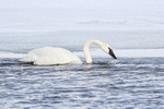 Trumpeter Swan portfolio