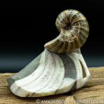 Sold scun 150 Nautilus Cenoceras
