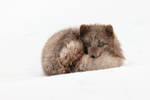 Arctic Fox alert curled up, Hornstrandir, Iceland