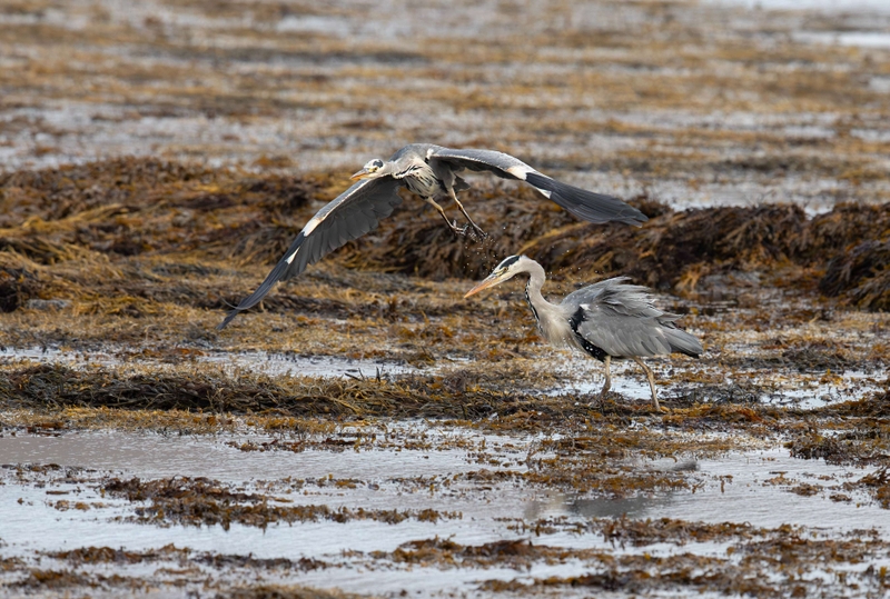Grey Heron - Isle of Mull - Scotland