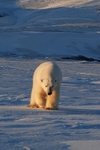 Polarbear 0096