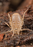 Immature Harvestman RPNP0008