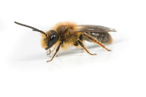 [i]Andrena haemorrhoa[/i] male. Staffordshire garden, April 2016.