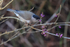 Blackcap (male) eating purple Callicarpa berry, Oxfordshire