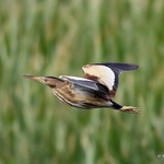 Little Bittern (Ixobrychus minutus) F