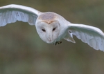 Barn Owl