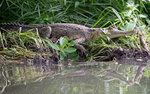 Faux gavial
