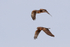 Two Northern Harriers in flight, Bosque del Apache, New Mexico