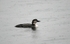 Great Northern Diver