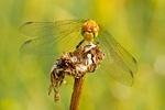 Common Darter - Sympetrum striolatum