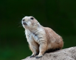 On Watch !