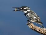 Pied snack