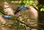 Jay