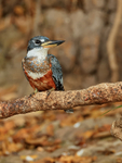 Ringed Kingfisher (female), early morning, Corixo Negro, Brazil