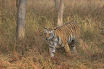 Bengal Tigress moving among trees, Panna, Madhyra Pradesh, India