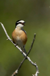 Masked Shrike
