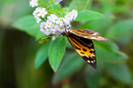 Harmonia Tigerwing butterfly - 4127